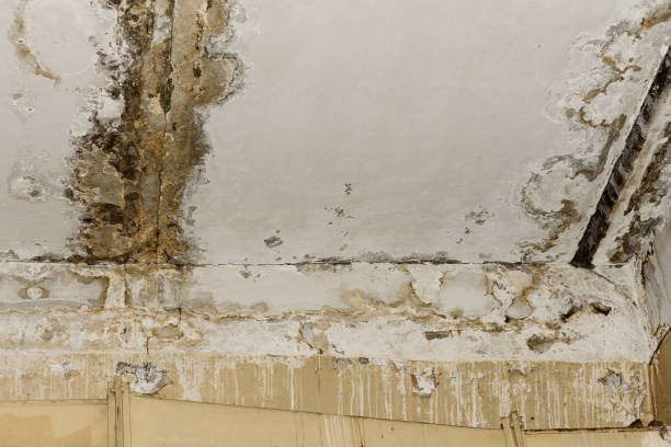 Best Mold Damage Restoration  in Chowchilla, CA