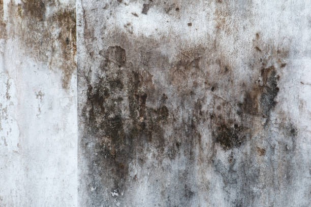 Chowchilla, CA Mold Removal Company